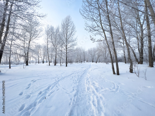 Panoramic view of the winter forest covered with frost.