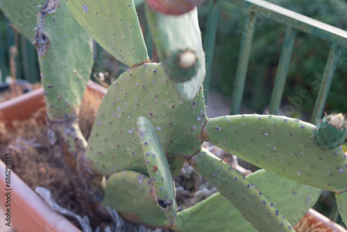 Group of cactus in a botani...