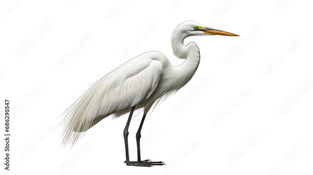 Fototapeta premium great blue heron transparent background PNG isolated
