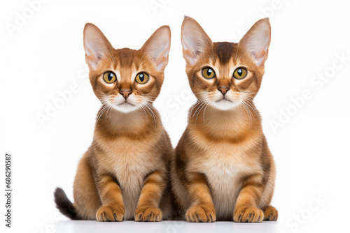 Two Abyssinian breed cats sit next to each other on white