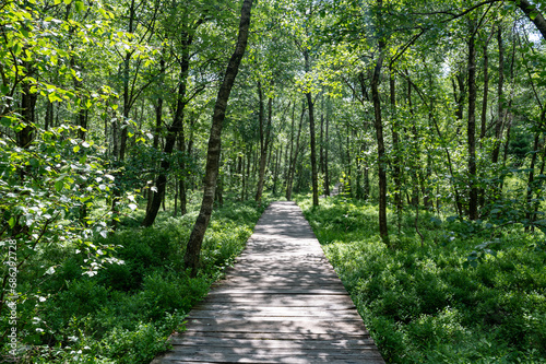 A Birch forest with wooden path in red bog