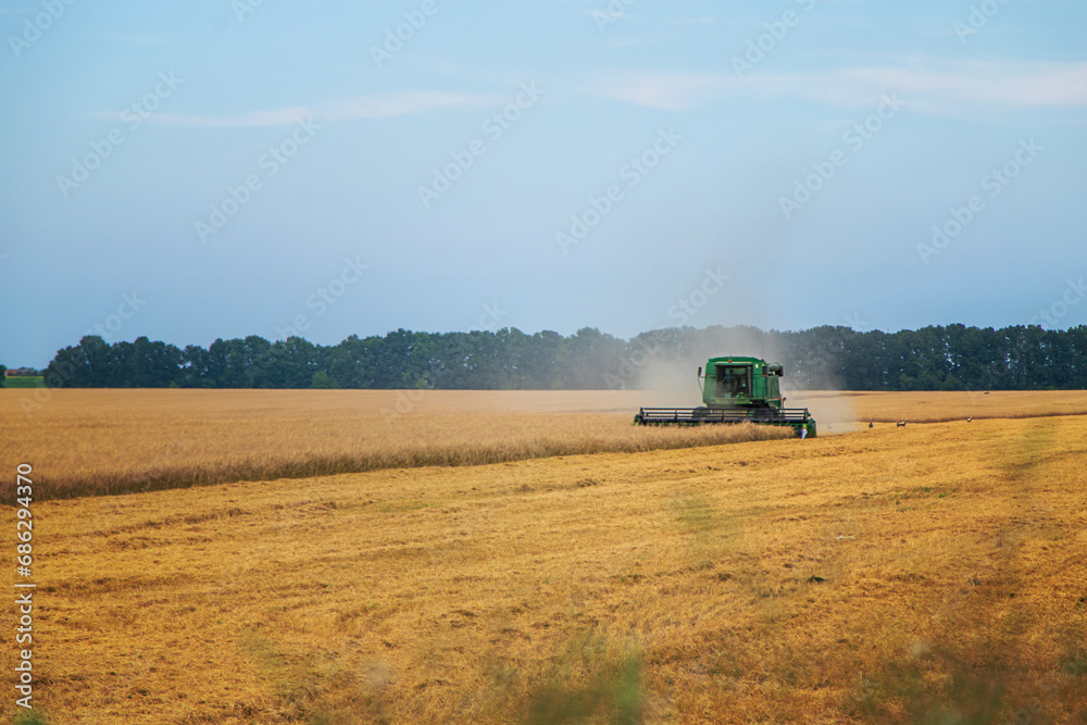 Fototapeta premium The combine harvests wheat on the field. Selective focus.