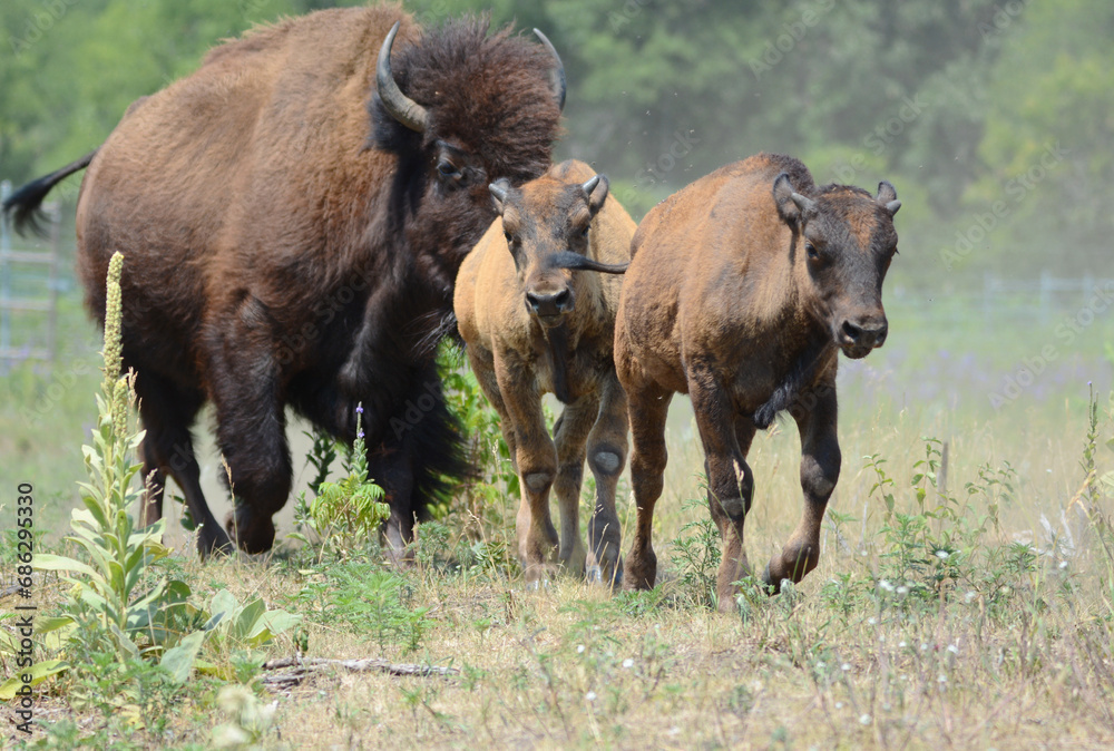 Summer Closeup Of North American Bison Bull And Calves Swiftly Moving Thru Grassy Field Summer Closeup Of North American Bison Bull And Calves Swiftly Moving Thru Grassy Field
