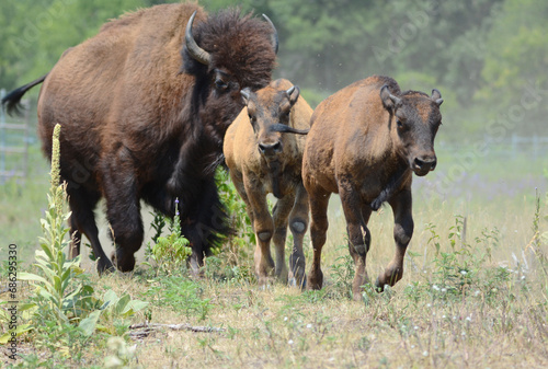 Summer Closeup Of North American Bison Bull And Calves Swiftly Moving Thru Grassy Field © Jeffrey Wiles