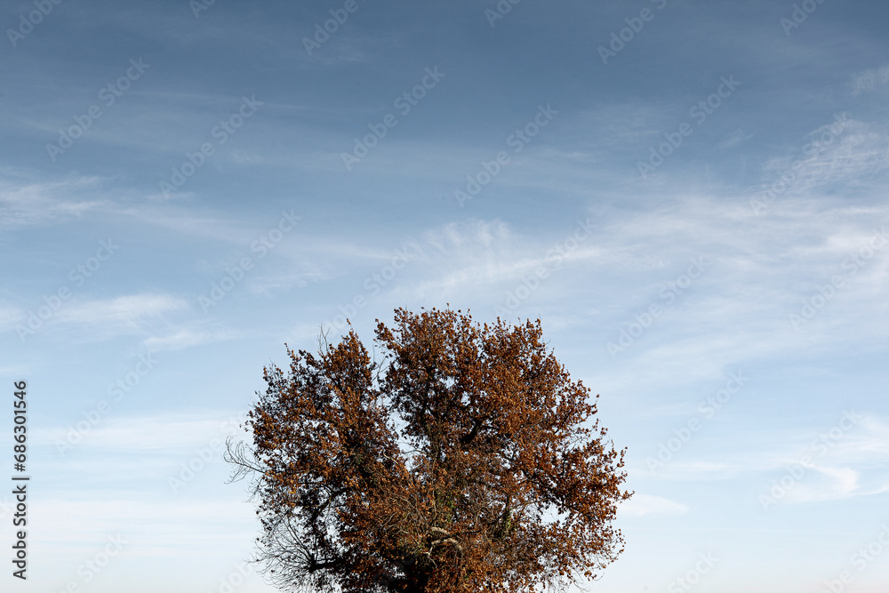 A tree lost in the vastness of the countryside A tree lost in the vastness of the countryside