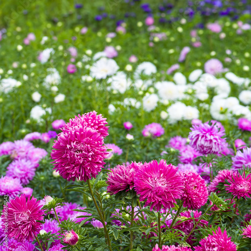 flowerbed with blooming asters. Bright background.