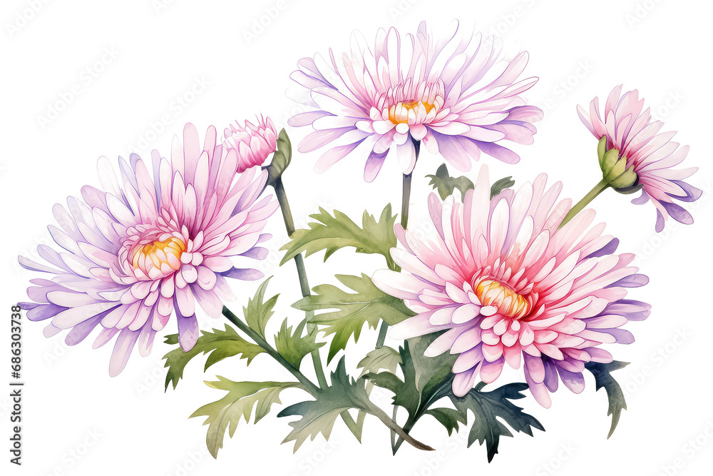 pink chrysanthemum flowers watercolor on white background, valentines day concept