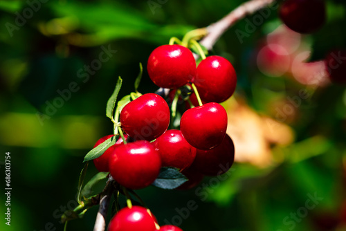 Sour cherry and cherries. Fruit and vegetables. Plant and plants.
