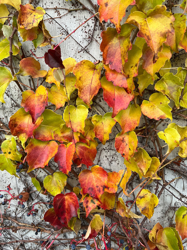 Closeup of colorful vine leaves in autumn