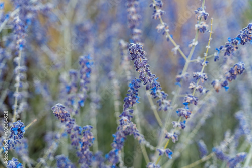 Lavender ears , natural delicate natural background