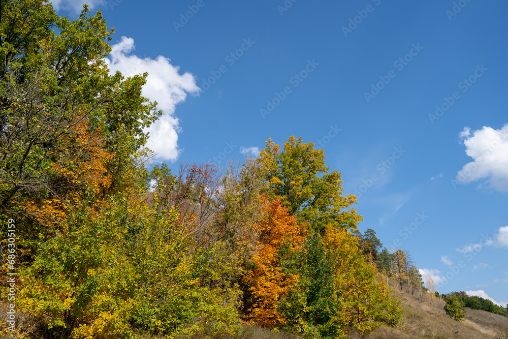 Beautiful natural background in autumn, trees are green and yellow against a blue sky background