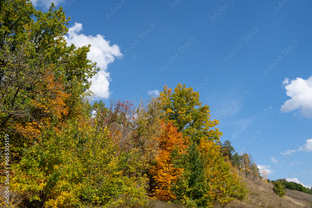 Beautiful natural background in autumn, trees are green and yellow against a blue sky background Beautiful natural background in autumn, trees are green and yellow against a blue sky background