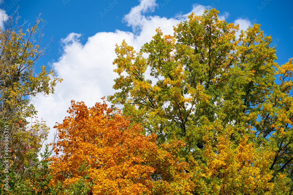 Beautiful natural background in autumn, trees are green and yellow against a blue sky background