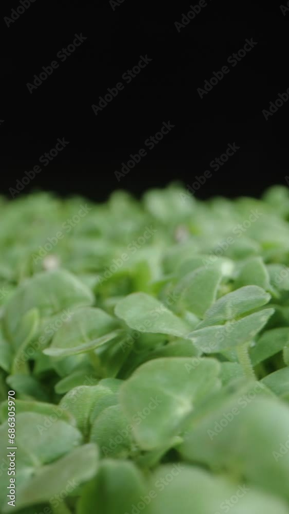 Vertical video. Sprouted plants from Chia seeds, healthful Microgreens. Rotating in macro. Vertical video. Sprouted plants from Chia seeds, healthful Microgreens. Rotating in macro.