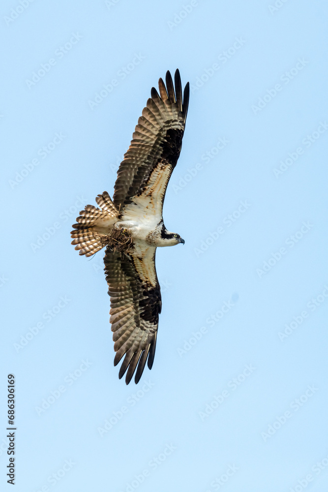 The underside of a flying osprey (Pandion haliaetus)  carrying nesting material against a clear blue sky in Maine, USA.