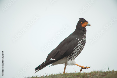 native avian species of bird endemic to the high Andean mountain cold weather high elevation ecosystem casually struts on ground with orange coloration around its face