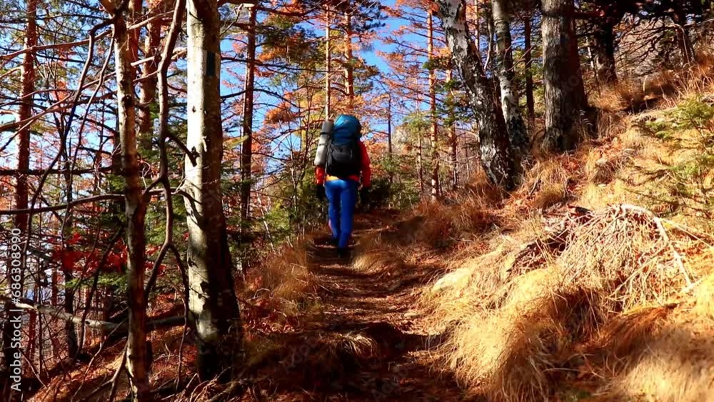 Autumn landscape in the mountain forest with solo hiker walks with a backpack Autumn landscape in the mountain forest with solo hiker walks with a backpack