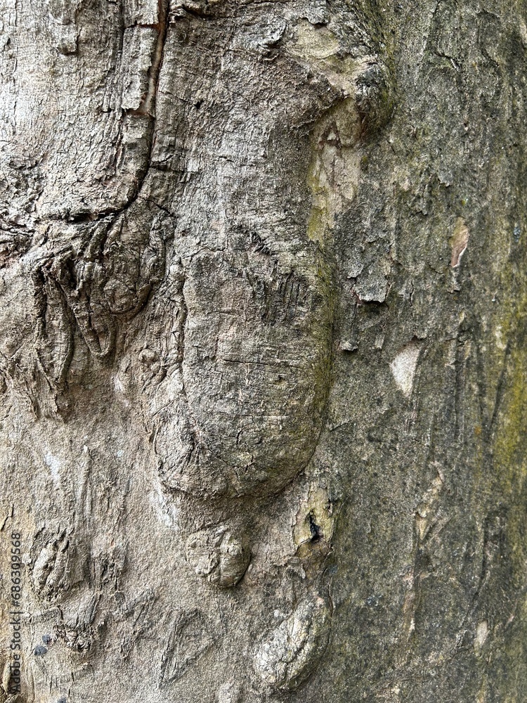 Bark pattern. For background wood work, Bark of brown hardwood, thick bark hardwood, residential house wood. nature, trunk, tree, bark, hardwood, trunk, tree, trunk Bark pattern. For background wood work, Bark of brown hardwood, thick bark hardwood, residential house wood. nature, trunk, tree, bark, hardwood, trunk, tree, trunk