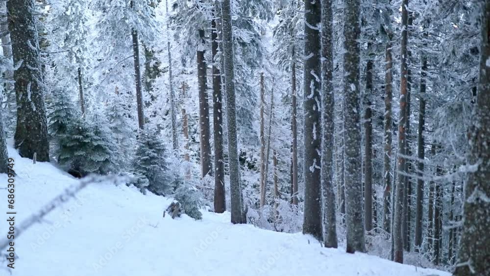 Amazing landscape with frozen forest, trees covered with snow and hoar frost during winter Amazing landscape with frozen forest, trees covered with snow and hoar frost during winter