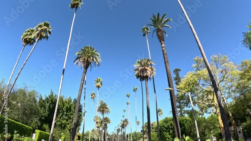 Driving through Beverly Hills with its Palm trees - travel photography