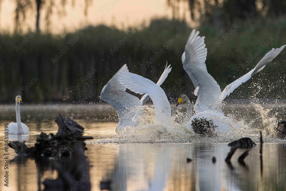 Fototapeta premium łabędź krzykliwy