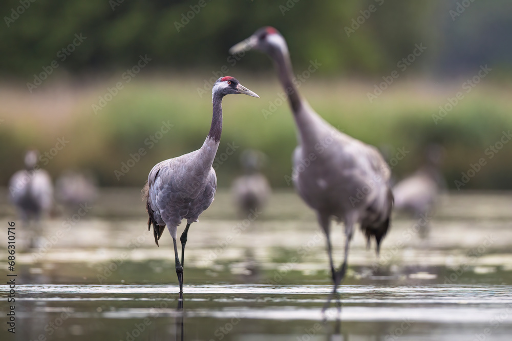 Naklejka premium żuraw
