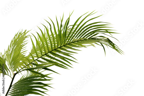 Tropical beach palm, coconut leaves Palm leaves sway in the breeze. Make space for text On a transparent background. Isolated. © venusvi