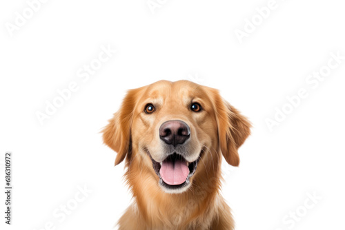 Beautiful and funny Golden Retriever dogs. Front view of dog studio photo Isolated dog dog face close up Stick out your tongue. On a transparent background. Isolated. © venusvi