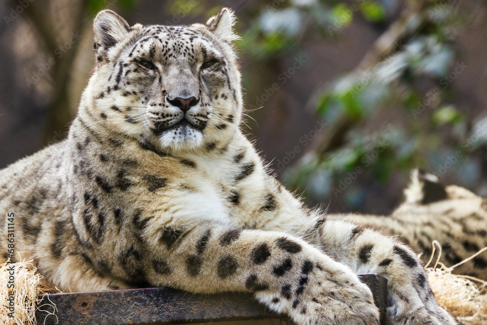 Snow leopard close up, animal protection concept