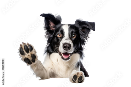 large black and white mixed breed dog with a protruding tongue on a transparent background. Isolated.