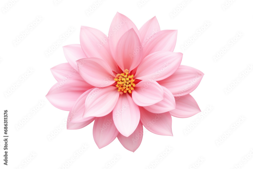 Beautiful flower with large pink petals on a transparent background. Isolated.