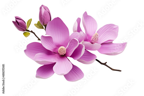 Purple magnolia flower  on transparent background. Isolated.