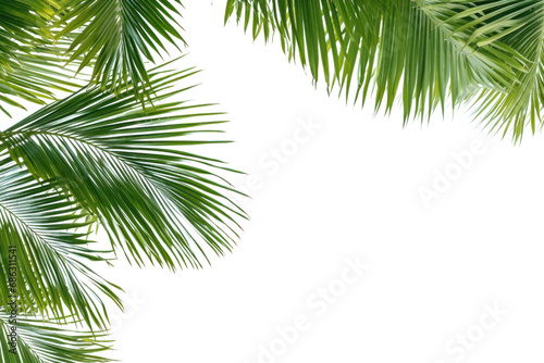 Tropical beach palm, coconut leaves Palm leaves sway in the breeze. Make space for text On a transparent background. Isolated.