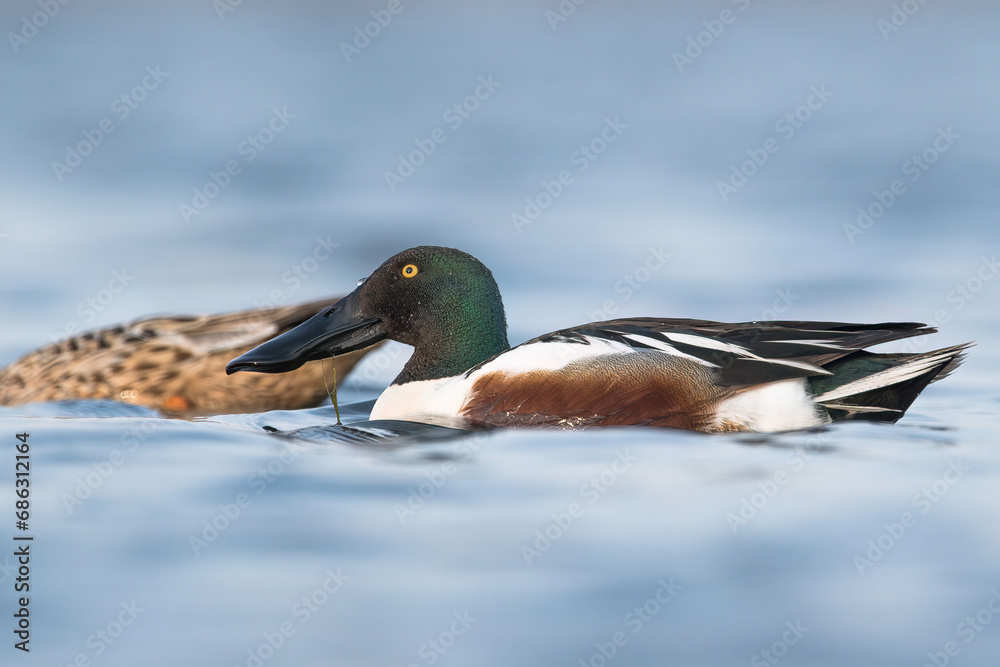 Obraz premium kaczka płaskonos