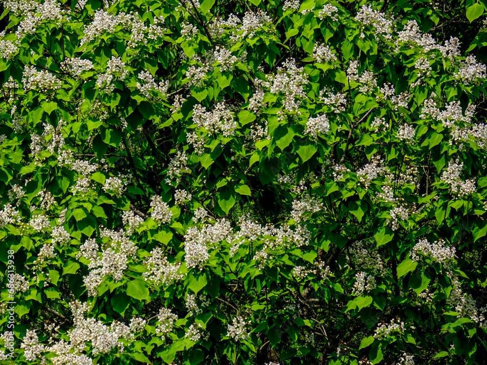 Beautiful plants in the sun. The beauty of nature can be found everywhere - plants so strong and beautiful captured in pictures forever. Beautiful plants in the sun. The beauty of nature can be found everywhere - plants so strong and beautiful captured in pictures forever.
