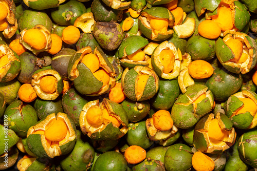 Ripe Pequi fruit (Caryocar brasiliense), wild fruits typical of the Brazilian cerrado biome. photo