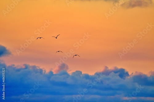 Seevögel im Sonnenuntergang
