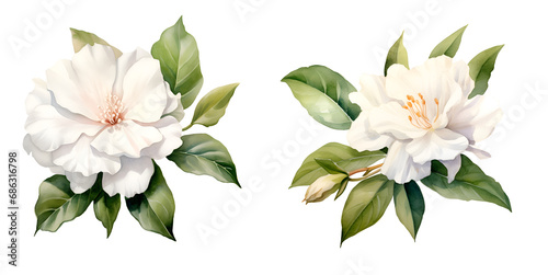 Gynura Flower, watercolor clipart illustration with isolated background © NightCreativity