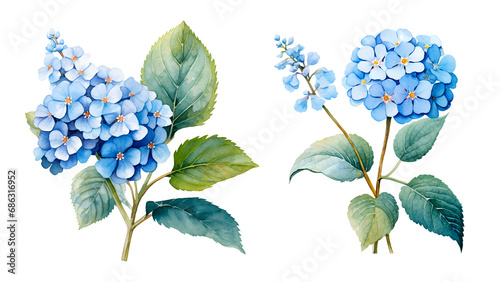 Lantana Flower, watercolor clipart illustration with isolated background photo