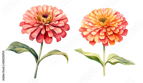 Fototapeta Naklejka Na Ścianę i Meble -  Zinnia graceful flower, watercolor clipart illustration with isolated background