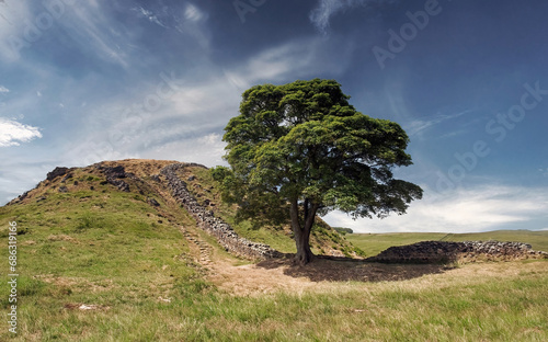 Sycamore Gap Tree