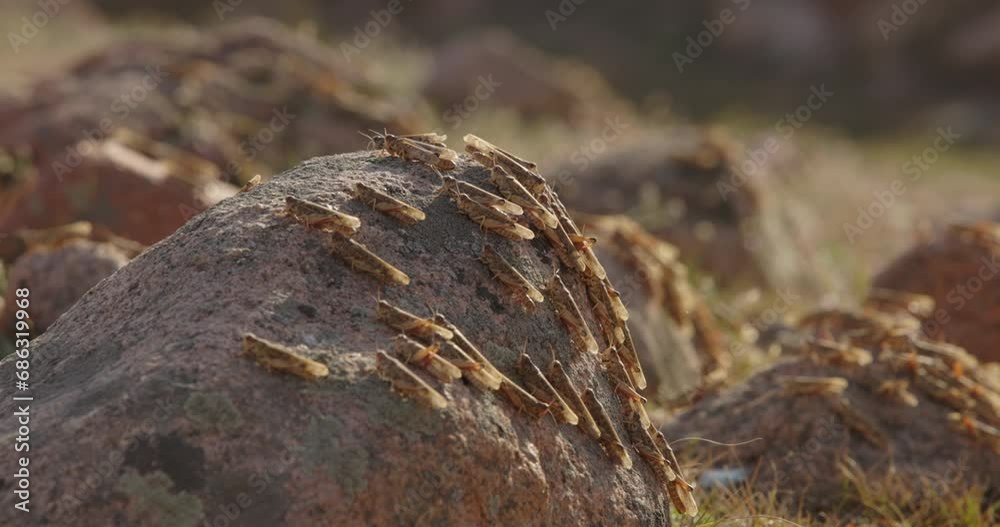 Herd of locusts sits on rocks, close up. Locust plague. Natural anomalies, natural disaster, global eco-security. Catastrophic growth of locusts, ecological bomb in field. Locusts sitting on rocks Herd of locusts sits on rocks, close up. Locust plague. Natural anomalies, natural disaster, global eco-security. Catastrophic growth of locusts, ecological bomb in field. Locusts sitting on rocks