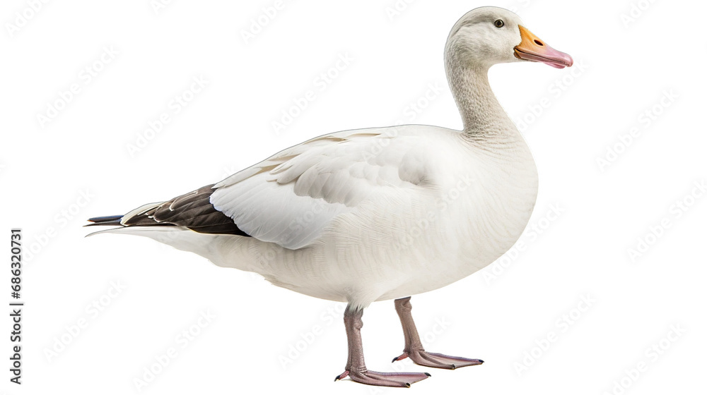 goose isolated on white background transparent background PNG isolated goose isolated on white background transparent background PNG isolated