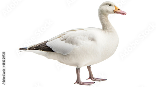 goose isolated on white background transparent background PNG isolated © Ahmad