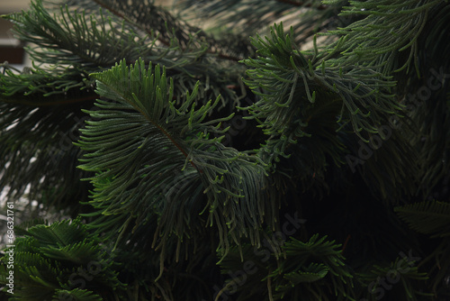 Fototapeta Naklejka Na Ścianę i Meble -  Green Leaves of araucaria luxurians closeup