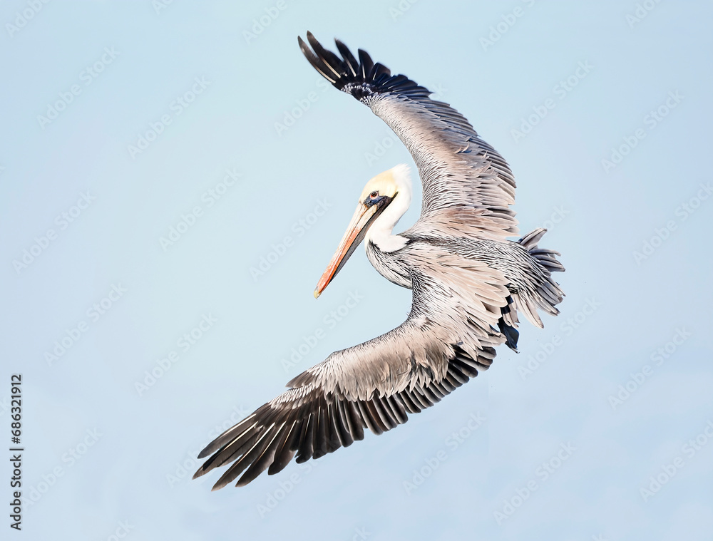 Obraz premium A Close-up of a Mature Brown Pelican in a Light Blue Sky