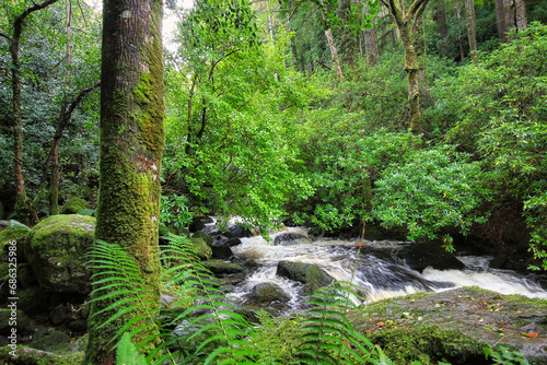 Wunderschöner Bach mitten in Dichtem Wald im Nationalpark von KIllarney