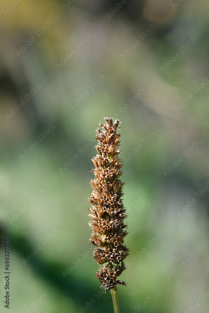 Anise hyssop seed pods