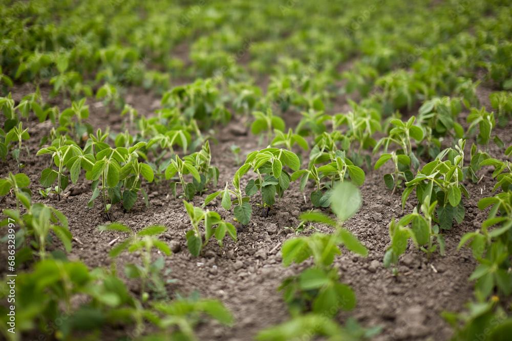 Rows of green soybeans sprouted in the field Rows of green soybeans sprouted in the field