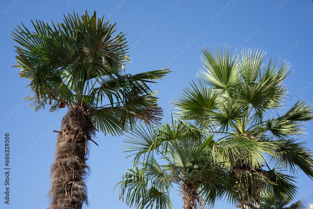 Naklejka premium Palm trees on the shore of Lake Garda in Italy.